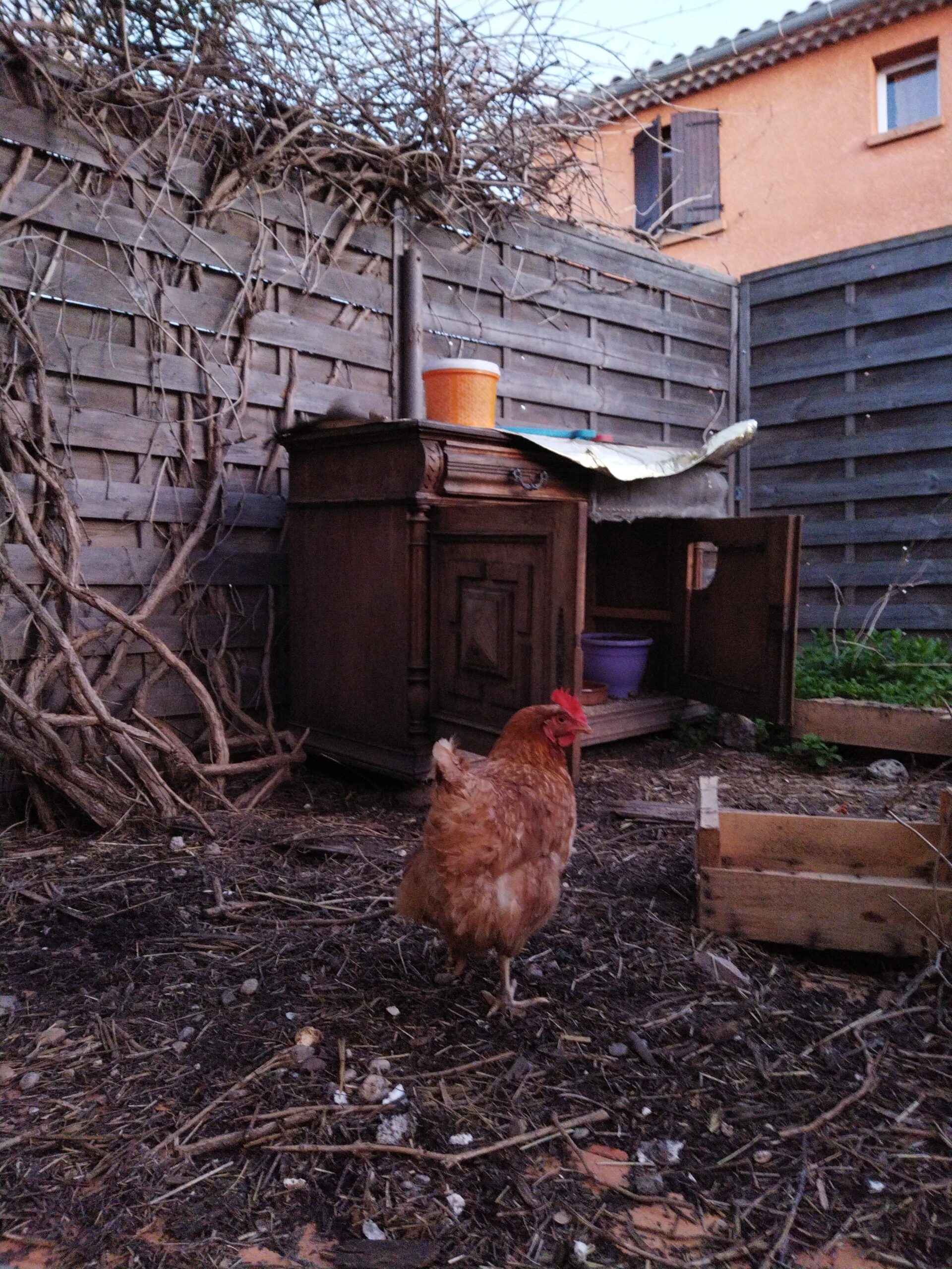 Perdu poule rousse apprivoisée