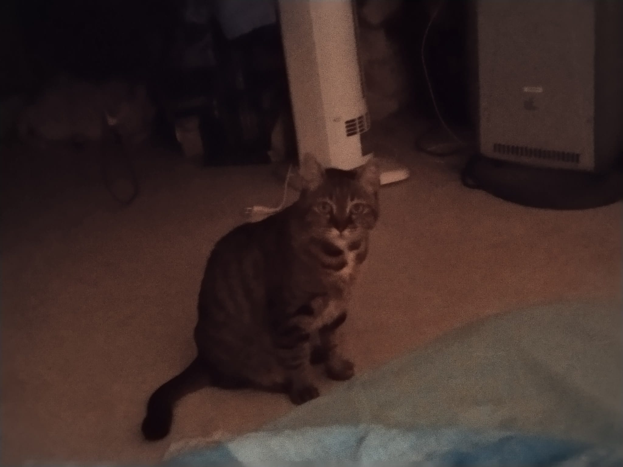 Perdu chatte européenne