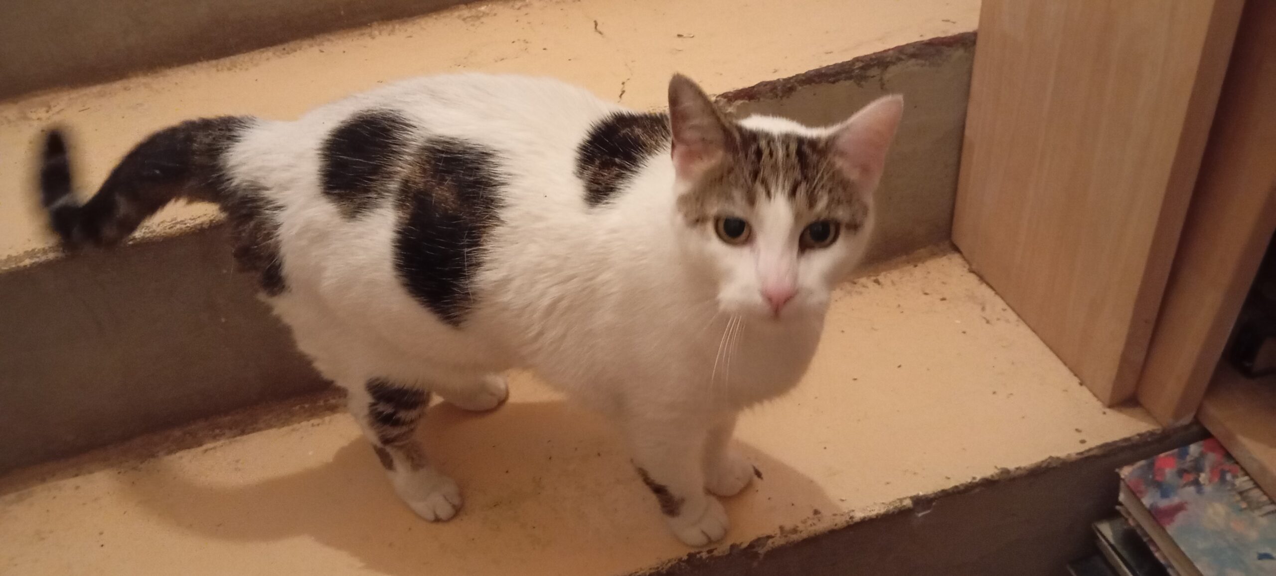 Bonjour, Une chatte est entrée chez moi aujourd’hui. Elle est très sociable et semble habituée aux humains. Si elle appartient à quelqu’un, merci de me contacter en message privé afin que je puisse vous la rendre.