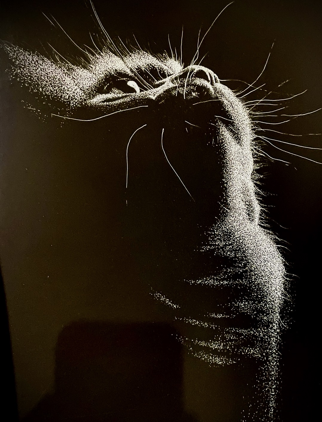 Marie Wiart