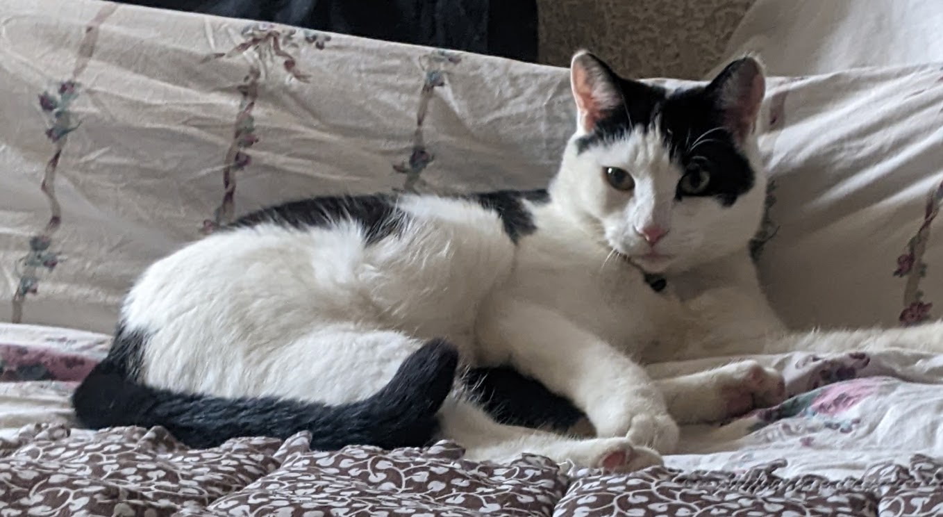 Perdu chat Mâle très gentil noir et blanc