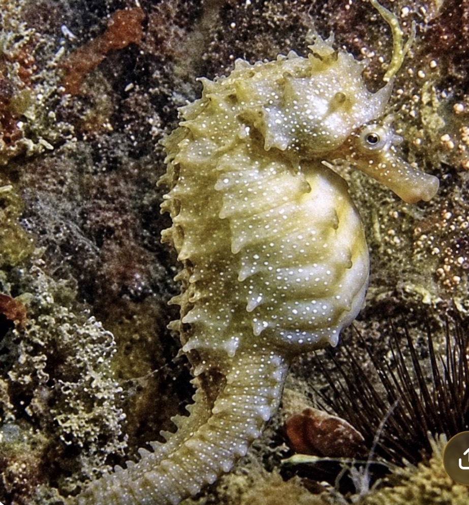 Hippocampe.