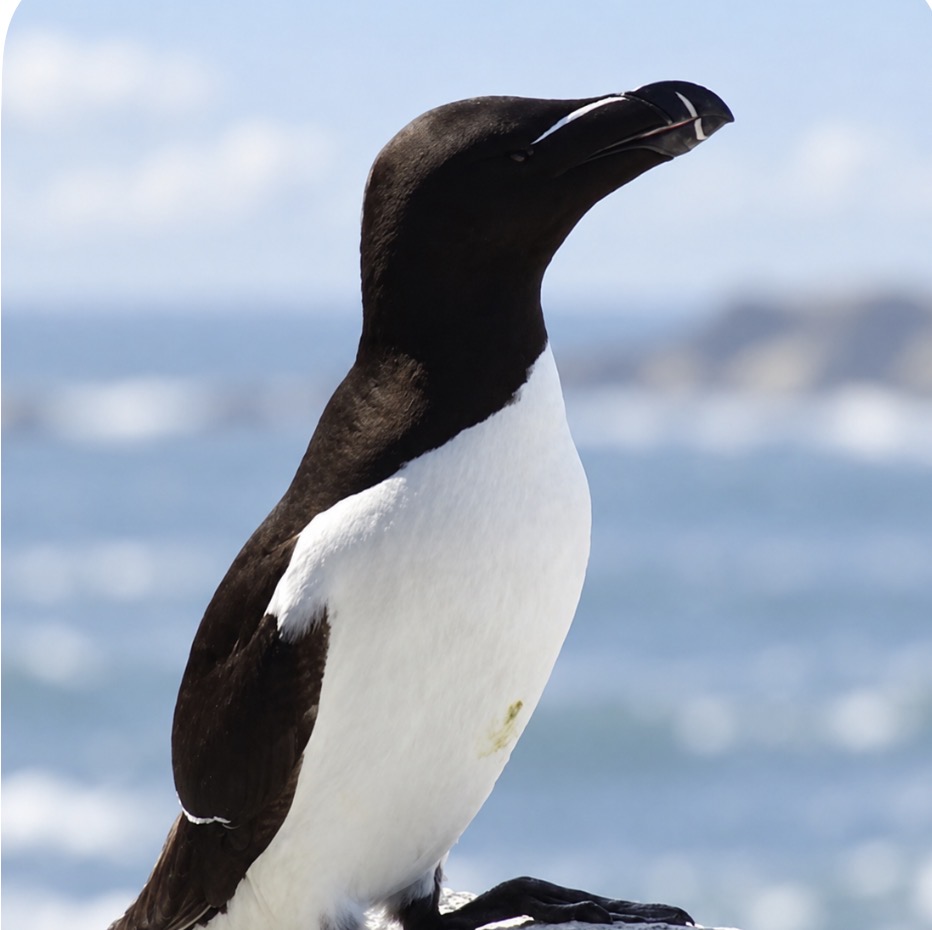 Pingouin torda